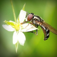 /album/cethornbespe/photolia-a02-jpg/