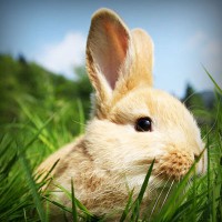 /album/cethornbespe/photolia-a03-jpg/