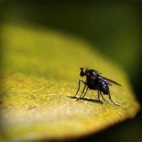 /album/cethornbespe/photolia-a07-jpg/