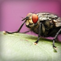 /album/cethornbespe/photolia-a08-jpg/